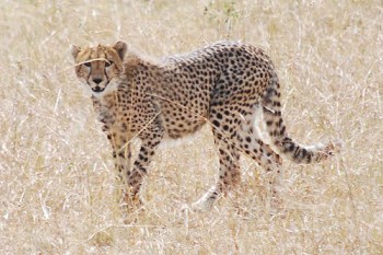 3866763710_972dc34b18_z