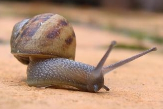 Snail picture by Monosodium at Morguefile