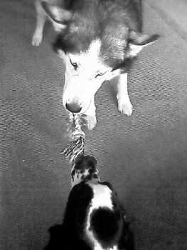 Photo credid: Huskyboy on Flickr