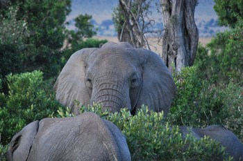 3872738624_cdeac87688[1]